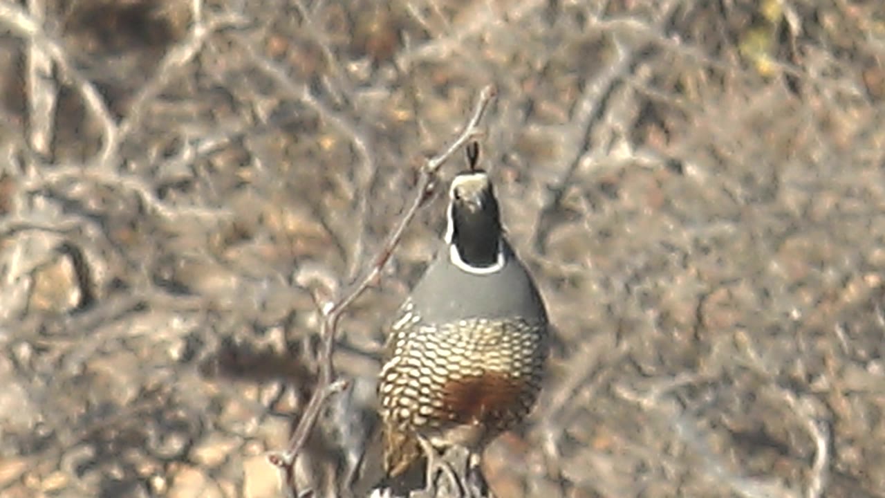 A quail perches low in the frame on a pale branch in Cabo Pulmo dry brush, its black head plume and white face stripe visible, with no visible people.