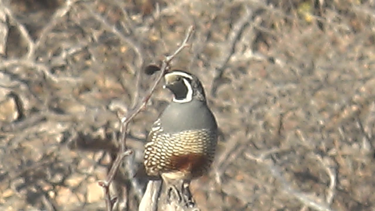 Quail perched on a pale branch in dry tangled brush.