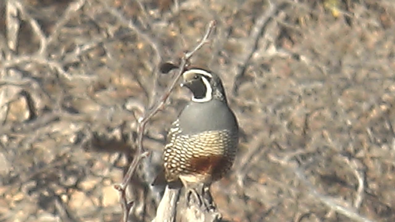 The quail remains perched in Cabo Pulmo scrub with its head angled farther to the side, showing white face markings, patterned breast feathers, and no visible people.