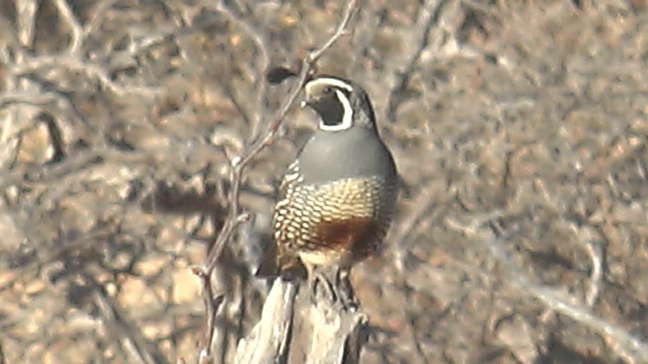 A quail stands upright on the branch in the Cabo Pulmo brush, with its dark head plume and rounded patterned body visible against a soft dry background and no visible people.