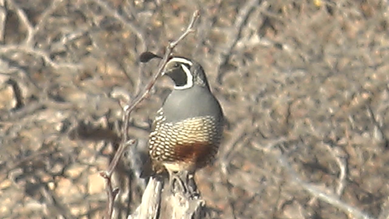 The quail is framed closer to a foreground twig in the Cabo Pulmo scrub, with its face markings partly turned and no visible people in the scene.