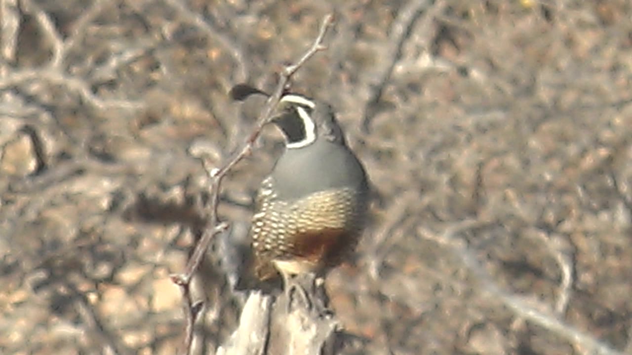 Quail perched on a branch in dry tangled brush
