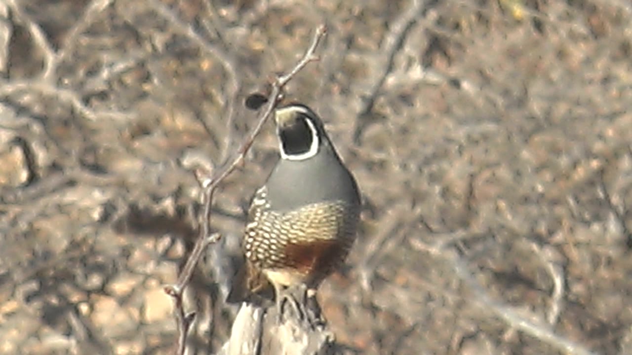 The quail faces more toward the camera on a branch in Cabo Pulmo dry scrub, with blurred leafless twigs behind it and no visible people.