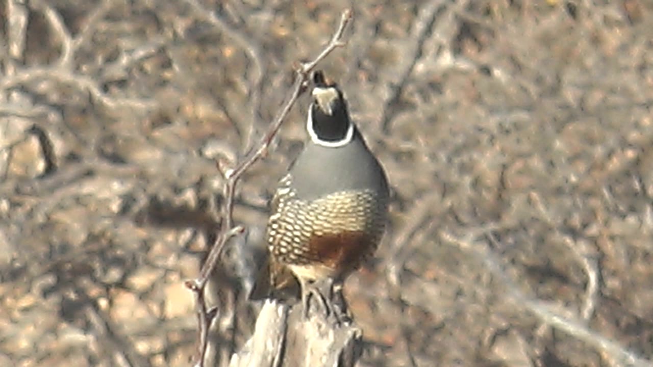 A quail remains upright on the branch in the Cabo Pulmo arid setting, with speckled side feathers visible and no visible people.