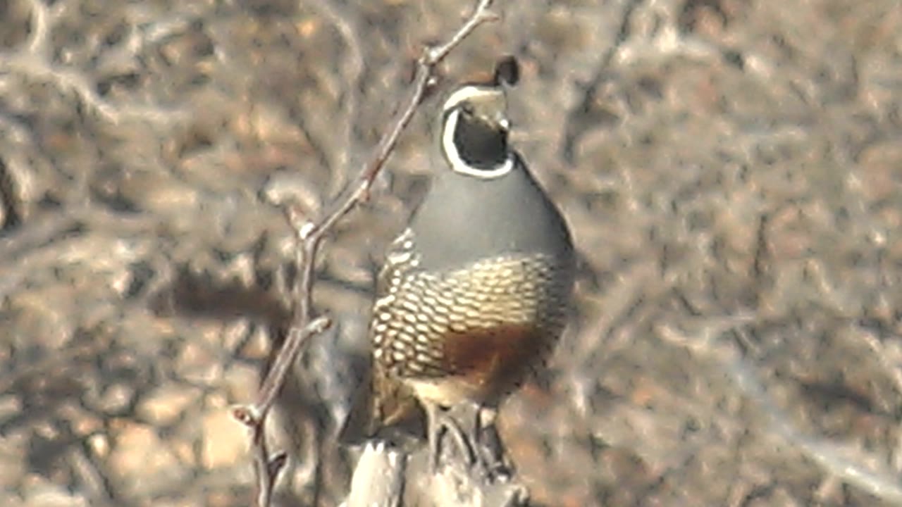 A closer moment shows the quail perched in Cabo Pulmo brush, its body filling more of the frame with the head turned slightly and no visible people.