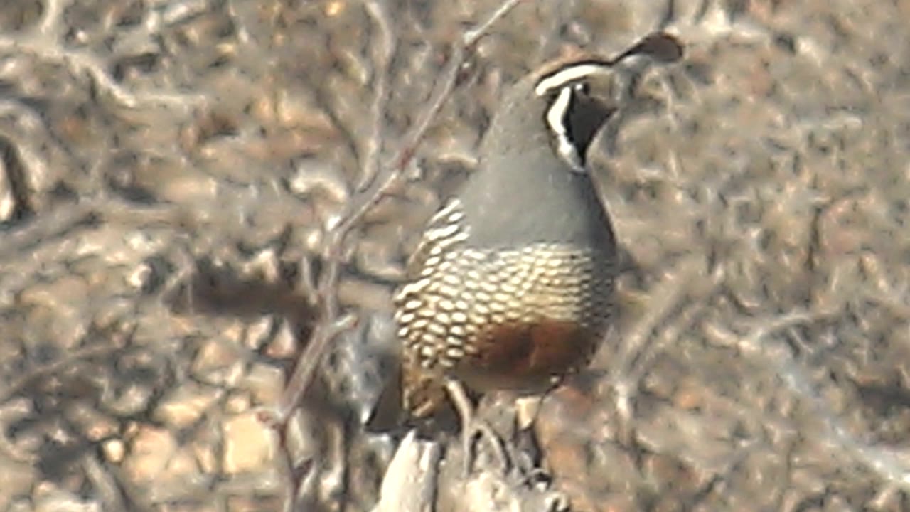 Quail perched on a bare branch in dry brush