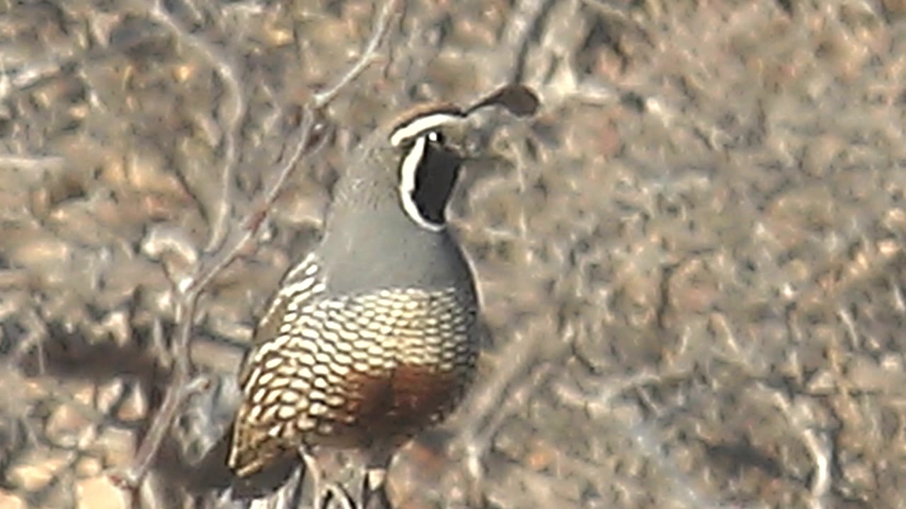 A quail remains perched in Cabo Pulmo, Baja California Sur, showing a left-facing head angle, patterned brown body, pale gray chest, and dry branches behind it with no visible people.