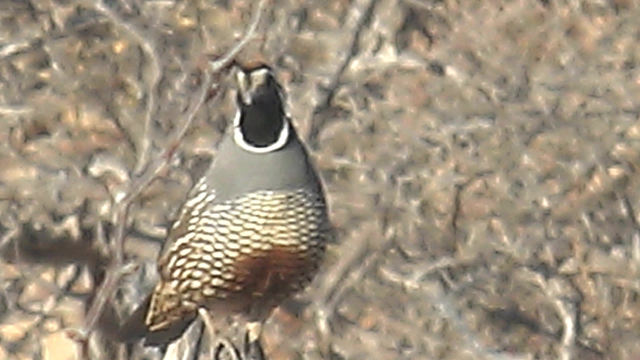 A quail in Cabo Pulmo, Baja California Sur, faces more toward the camera from its branch perch, with the black face patch and white markings clearer against dry brush and no visible people.
