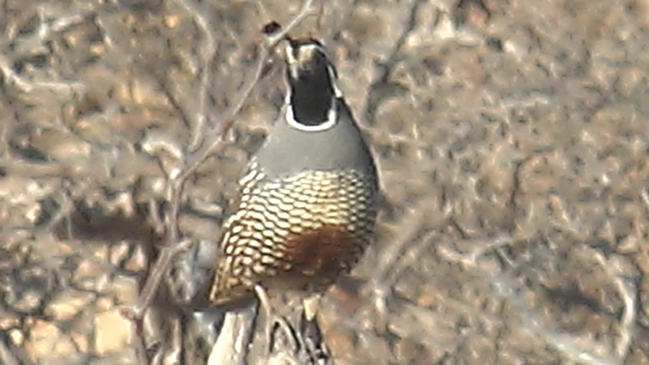 A quail perches in Cabo Pulmo, Baja California Sur, with its head dipped and angled left, partially intersected by foreground twigs in dry scrub and no visible people.