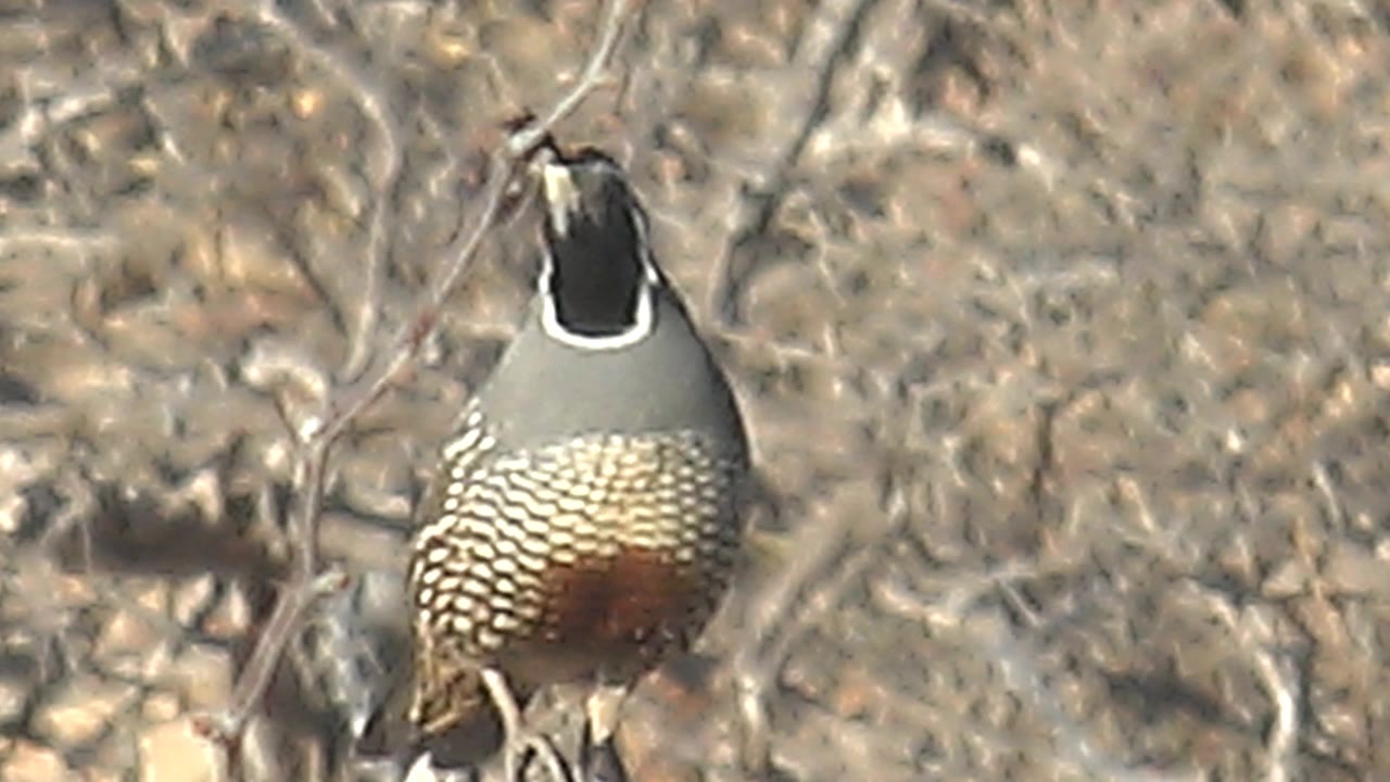 A quail in Cabo Pulmo, Baja California Sur perches among dry branches with its back and patterned body facing the camera, no visible people.