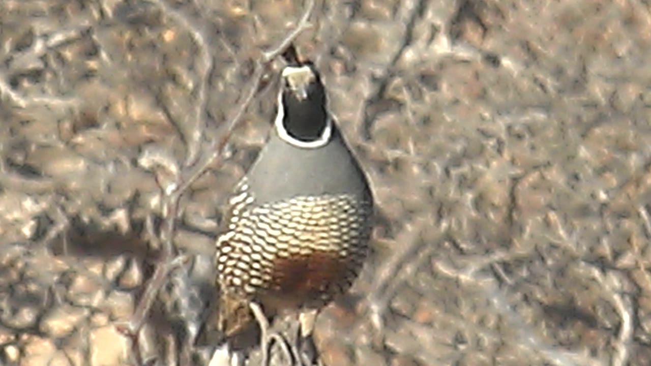 A quail remains perched in Cabo Pulmo dry vegetation, its head held upright and mostly rear-facing, no visible people.