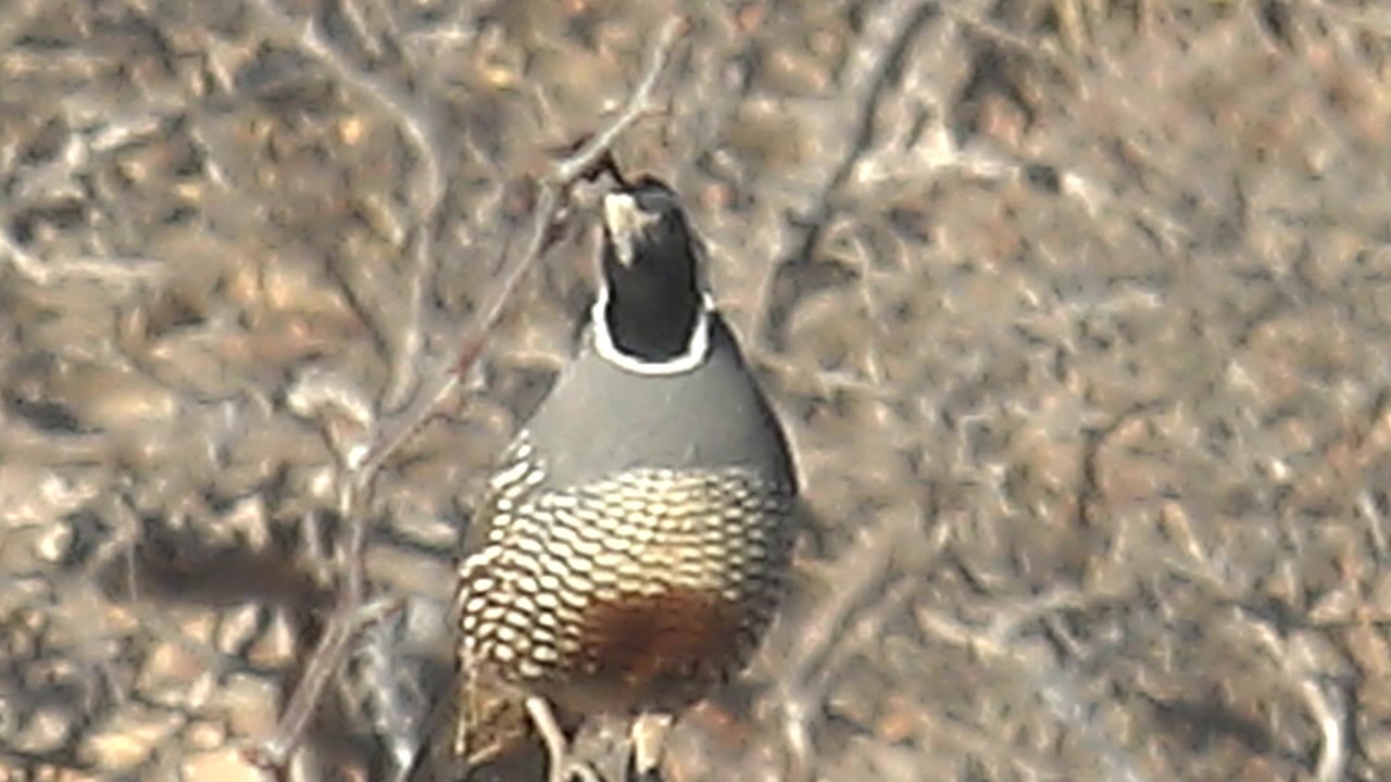 A quail in Cabo Pulmo stands among thin dry stems with its back toward the lens and its patterned body visible, no visible people.