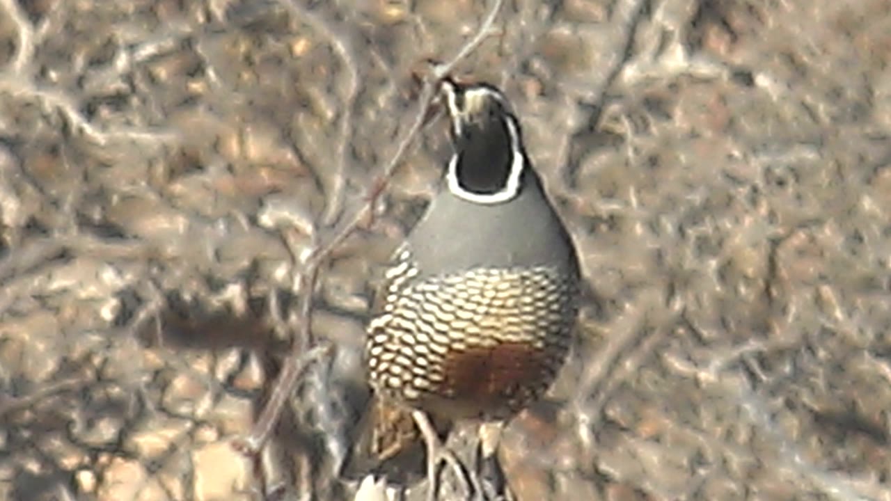 A quail in Cabo Pulmo dry bushland begins to angle its head to the side while perched among pale branches, no visible people.