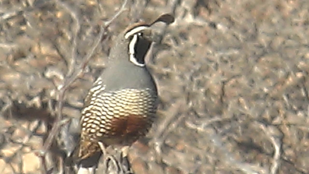 Crested quail perched in dry scrub with its head angled right.