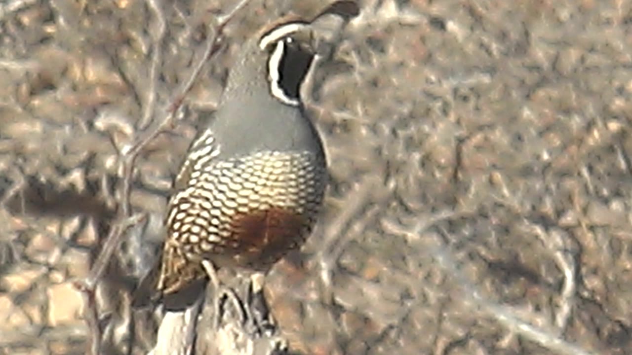 The quail remains perched in Cabo Pulmo, showing a scaled pale breast, brown side feathers, and a black-and-white face with no visible people.