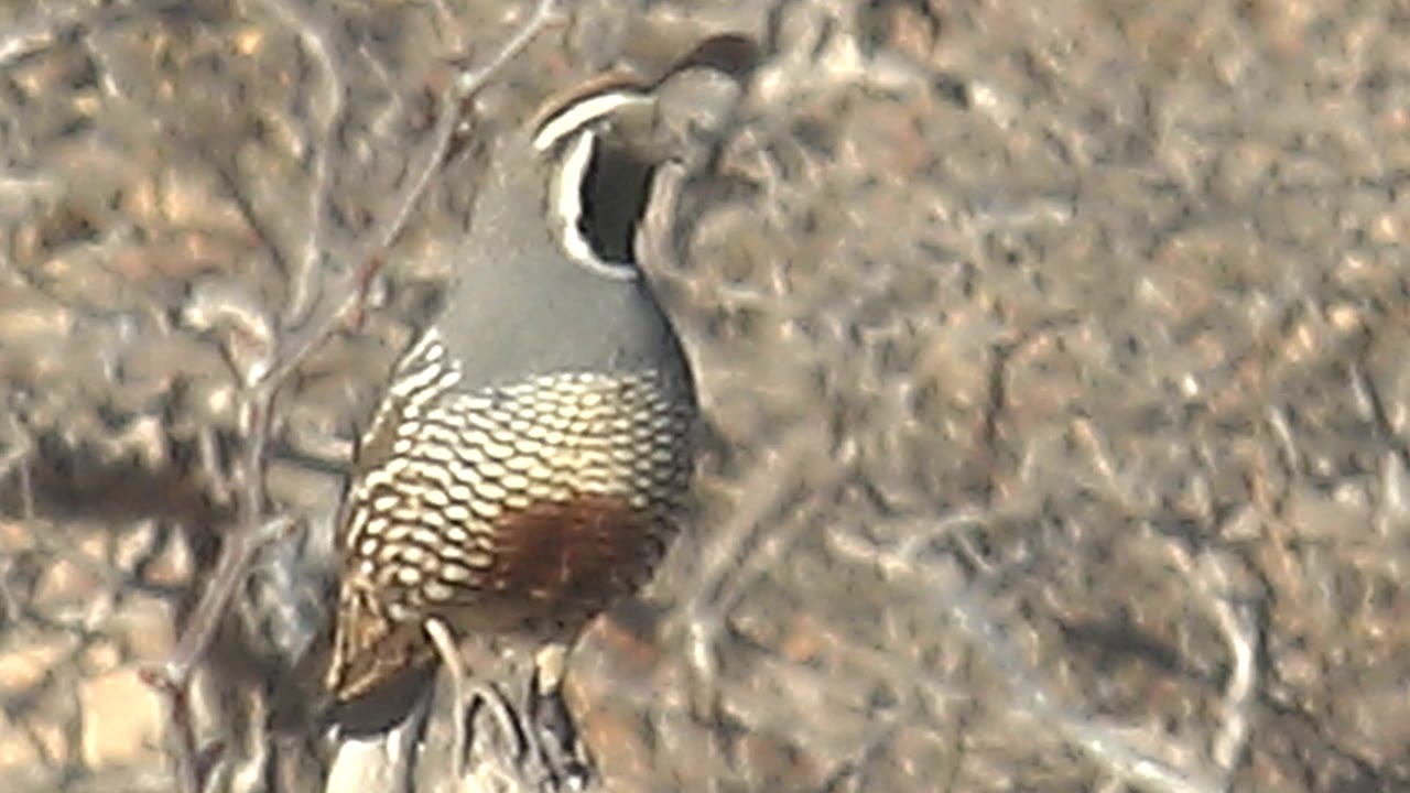 A perched quail in Cabo Pulmo turns its head slightly, with the dark crest and white face stripe visible against blurred tan scrub and no visible people.