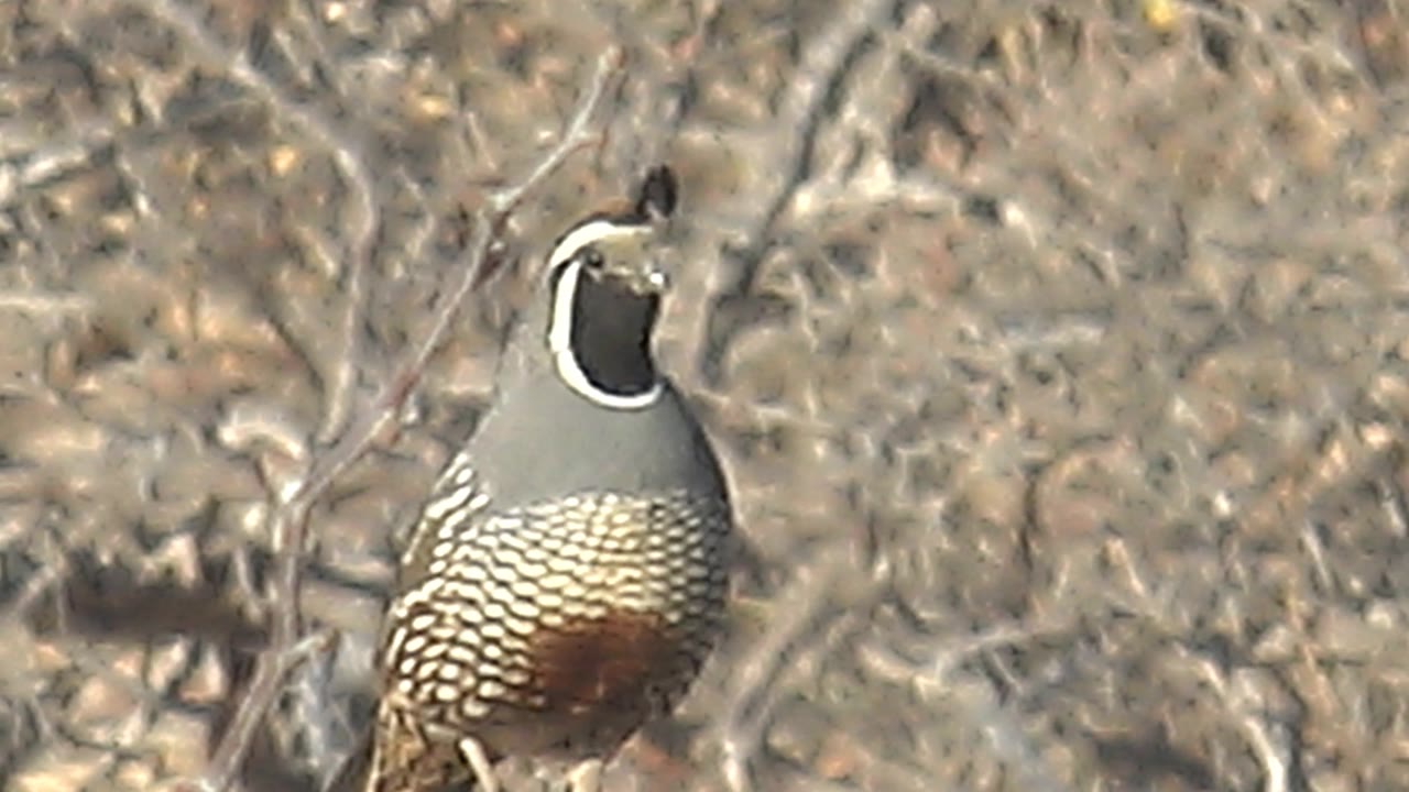 The quail appears lower in the frame in Cabo Pulmo scrubland, with its head tilted left and dry branches behind it, and no visible people.