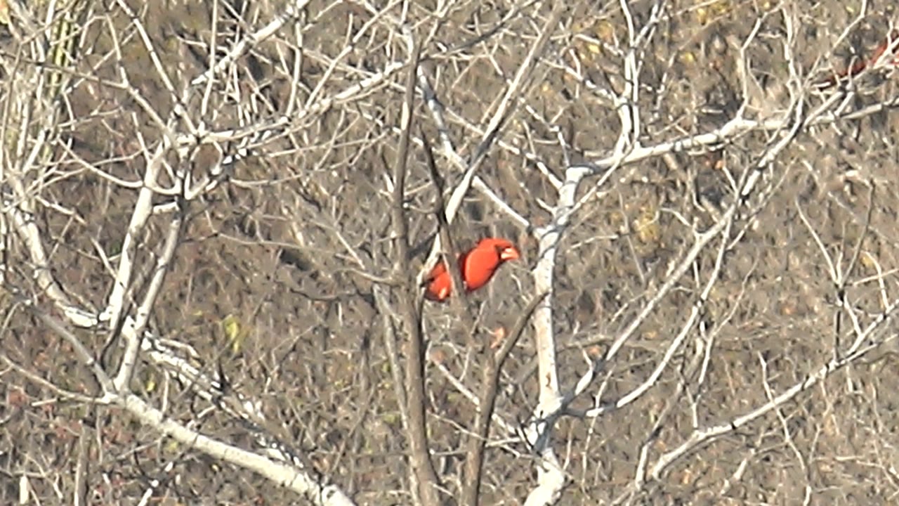 A red cardinal sits partly side-on among pale leafless branches in Cabo Pulmo, Baja California Sur, with dry brown twigs behind it and no visible people.