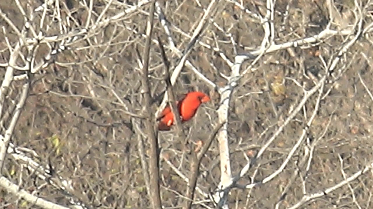 The cardinal appears lower in the branch tangle, its red body partly obscured by pale limbs and dry brush in Cabo Pulmo, with no visible people.