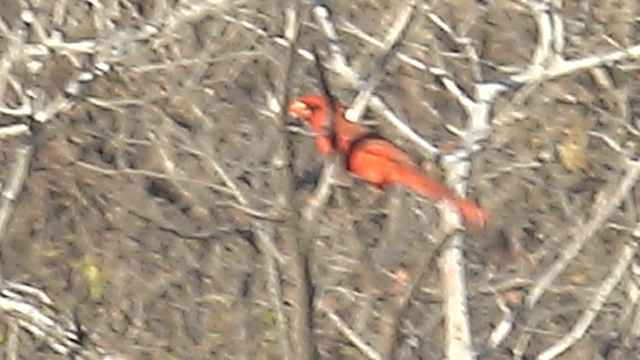 A red cardinal perches more prominently near thin upright branches in Cabo Pulmo, Baja California Sur, set against a dry brown thicket with no visible people.