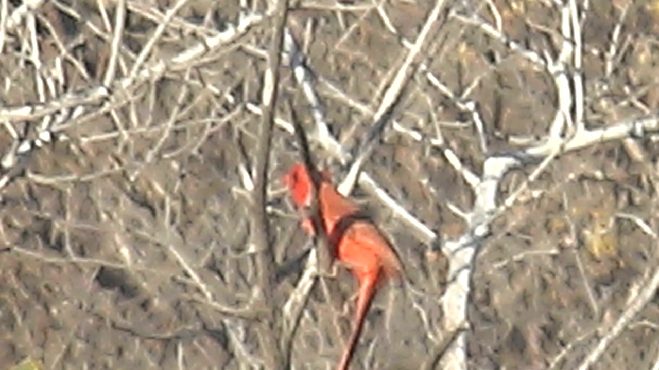 The cardinal is angled downward with its long tail visible among pale bare branches in Cabo Pulmo, while dry twigs fill the background and no people are visible.