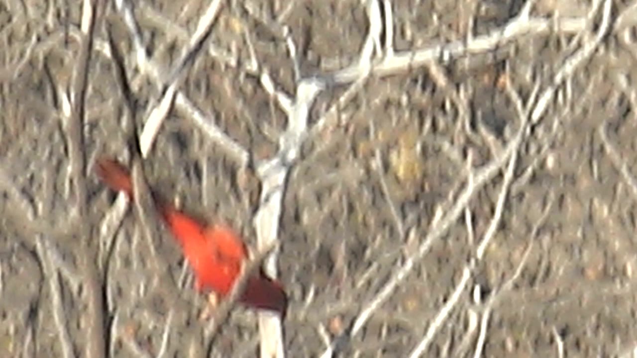 Red cardinal partly hidden in bare branches