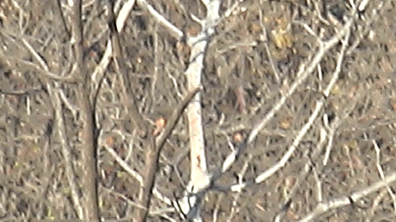 Dense bare branches and pale tree limbs fill the frame in Cabo Pulmo, Baja California Sur, Mexico, while the red cardinal is mostly outside view and no people are visible.