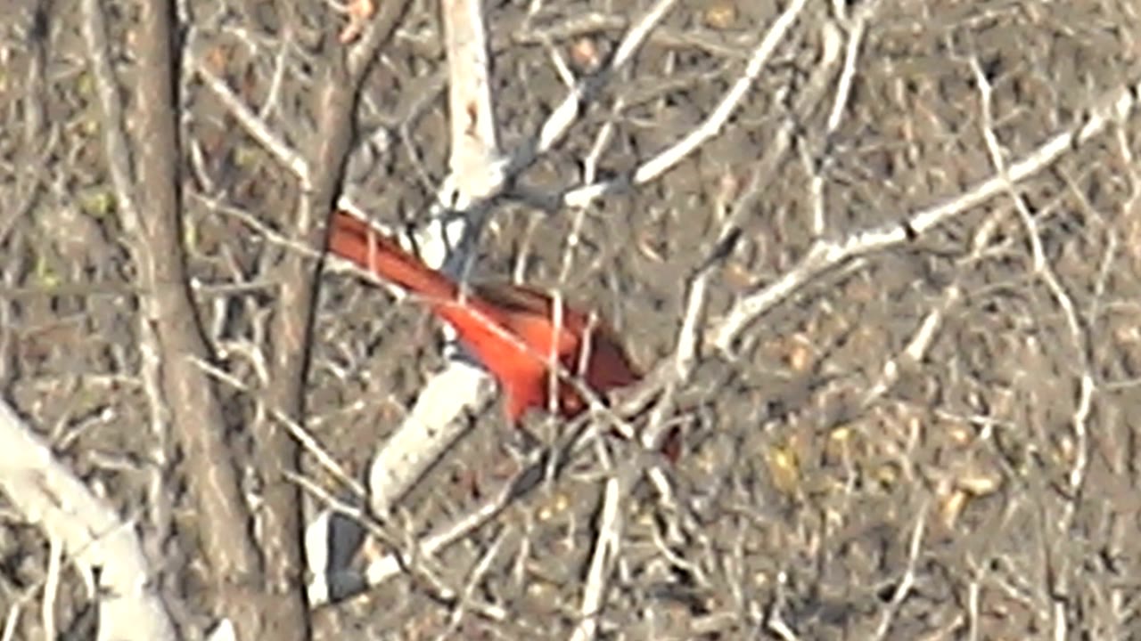 A red cardinal perches near the upper right of a dense bare tree in Cabo Pulmo, Baja California Sur, Mexico, with no visible people.