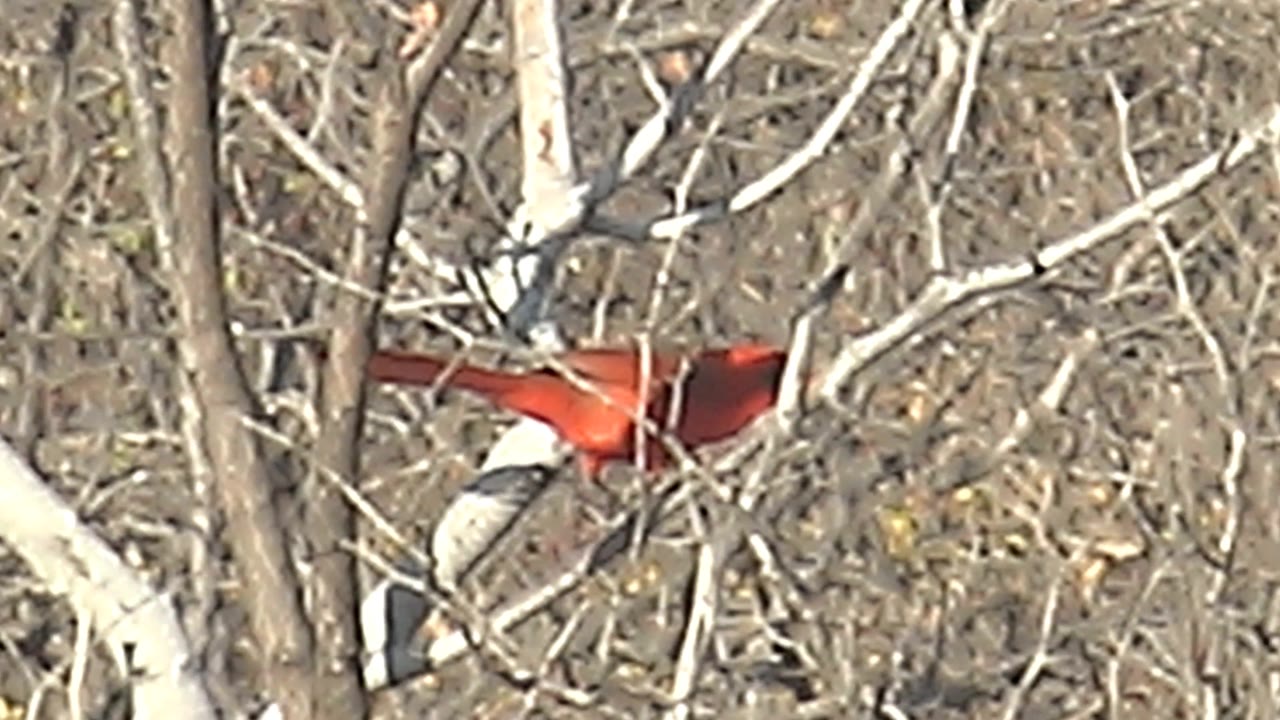 A red cardinal is visible among lower bare branches in Cabo Pulmo, Baja California Sur, Mexico, with pale trunks crossing the foreground and no visible people.