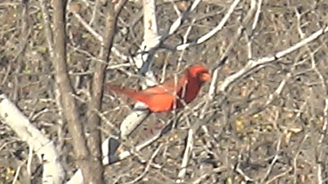 A red cardinal sits left of center on a pale bare branch in Cabo Pulmo, Baja California Sur, Mexico, with dense leafless brush behind it and no visible people.