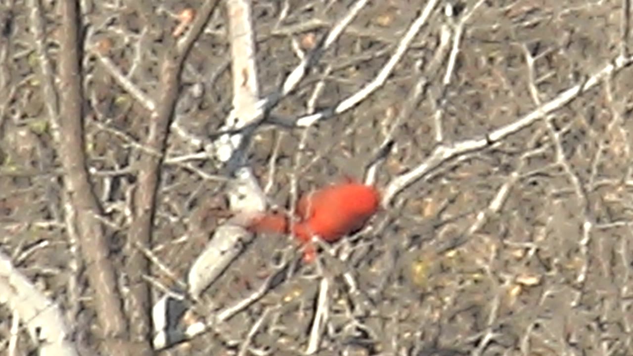The cardinal appears more blurred and partly turned among gray bare branches in Cabo Pulmo, Baja California Sur, Mexico, with no visible people.