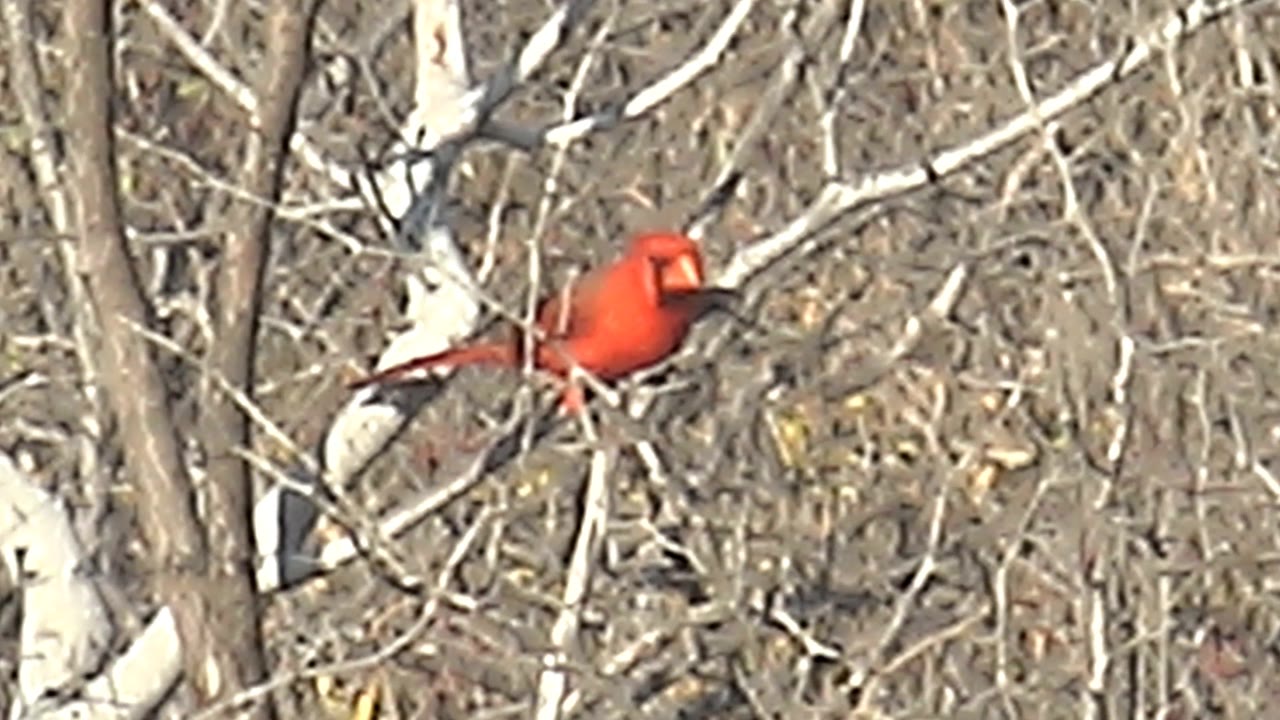 A red cardinal faces right on a branch near the upper right of the frame in Cabo Pulmo, Baja California Sur, Mexico, surrounded by tangled leafless limbs and no visible people.