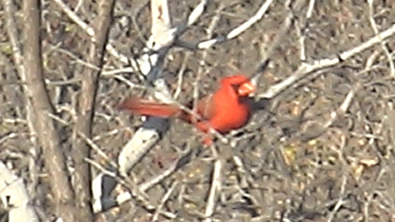Close red cardinal perched among bare branches.