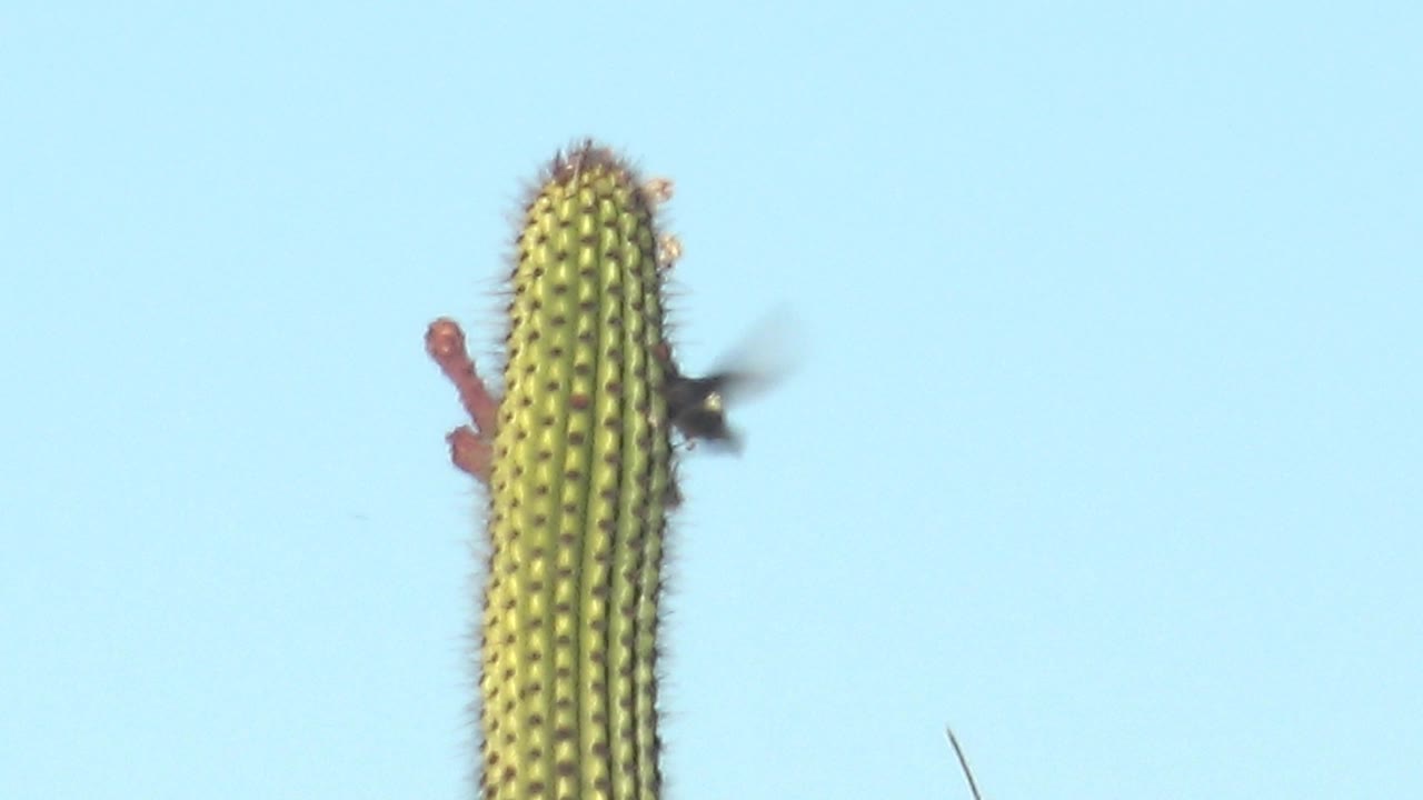 At 0:00 in Cabo Pulmo, Baja California Sur, a dark hummingbird hovers beside red blossoms on a tall green cactus against a pale blue sky, with no visible people.
