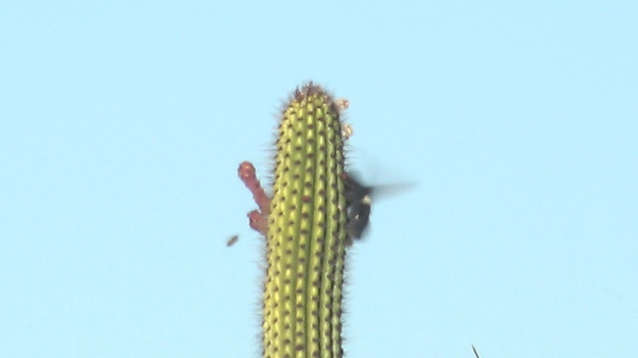 At 0:01 in Cabo Pulmo, the hummingbird stays close to the red cactus blossoms, with its blurred wings visible beside the ribbed cactus and no visible people.