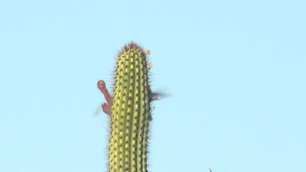 At 0:02 in Cabo Pulmo, the cactus remains centered while the hummingbird is partly obscured near the right edge of the plant, with red blossoms and no visible people.