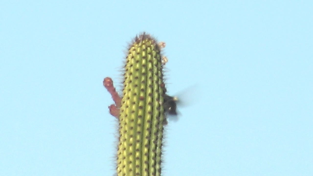Hummingbird hovering at red blossoms on a cactus column.
