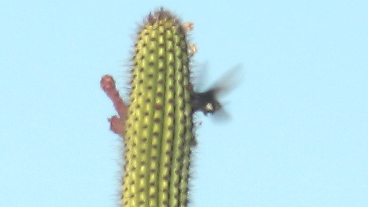 At 0:00 in Cabo Pulmo, a hummingbird appears blurred beside a red cactus bloom on a green ribbed cactus, with clear blue sky behind and no visible people.