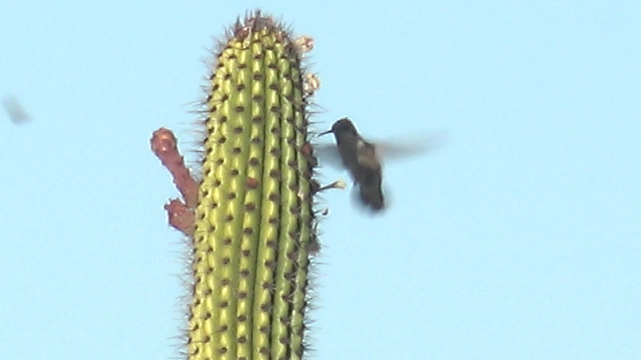 At 0:01 in Cabo Pulmo, the hummingbird hovers more clearly near the right side of the cactus, with wing blur, a red bloom, spines, blue sky, and no visible people.