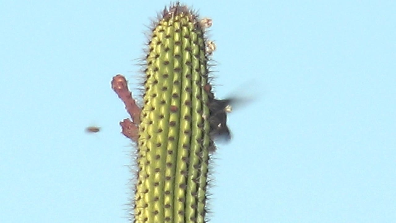 At 0:02 in Cabo Pulmo, the cactus crown stays centered while the hummingbird is partly obscured at the right edge, a small insect crosses the blue sky, and no people are visible.