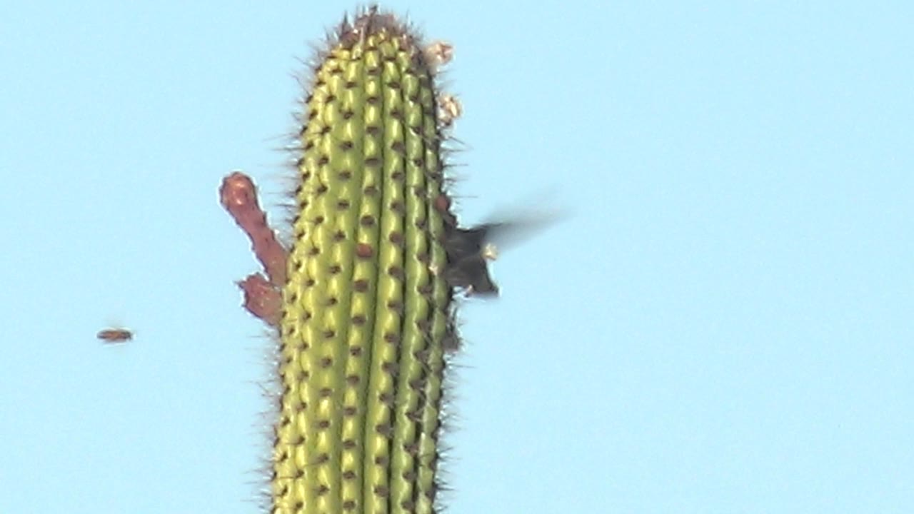 At 0:03 in Cabo Pulmo, a small insect appears to the left of the cactus while the hummingbird remains blurred near the right side of the bloom, with open blue sky and no visible people.