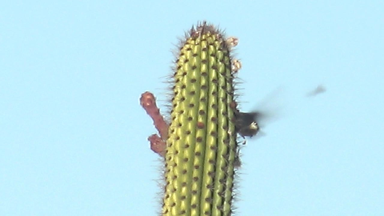 At 0:00 in Cabo Pulmo, a hummingbird hovers near the right side of a tall saguaro cactus with red flowers and spines against clear blue sky, with no visible people.