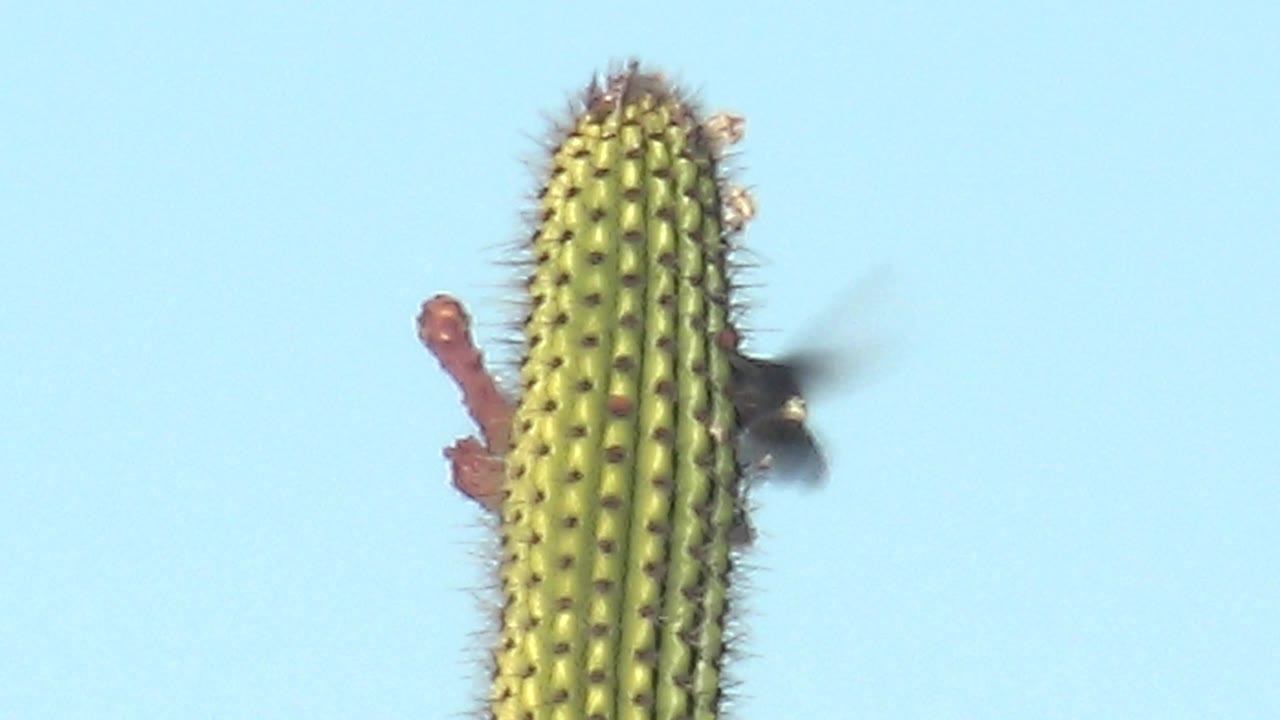 At 0:01 in Cabo Pulmo, the hummingbird remains close to the saguaro's right edge, its wings blurred beside the cactus ribs, spines, and red flowers, with no visible people.
