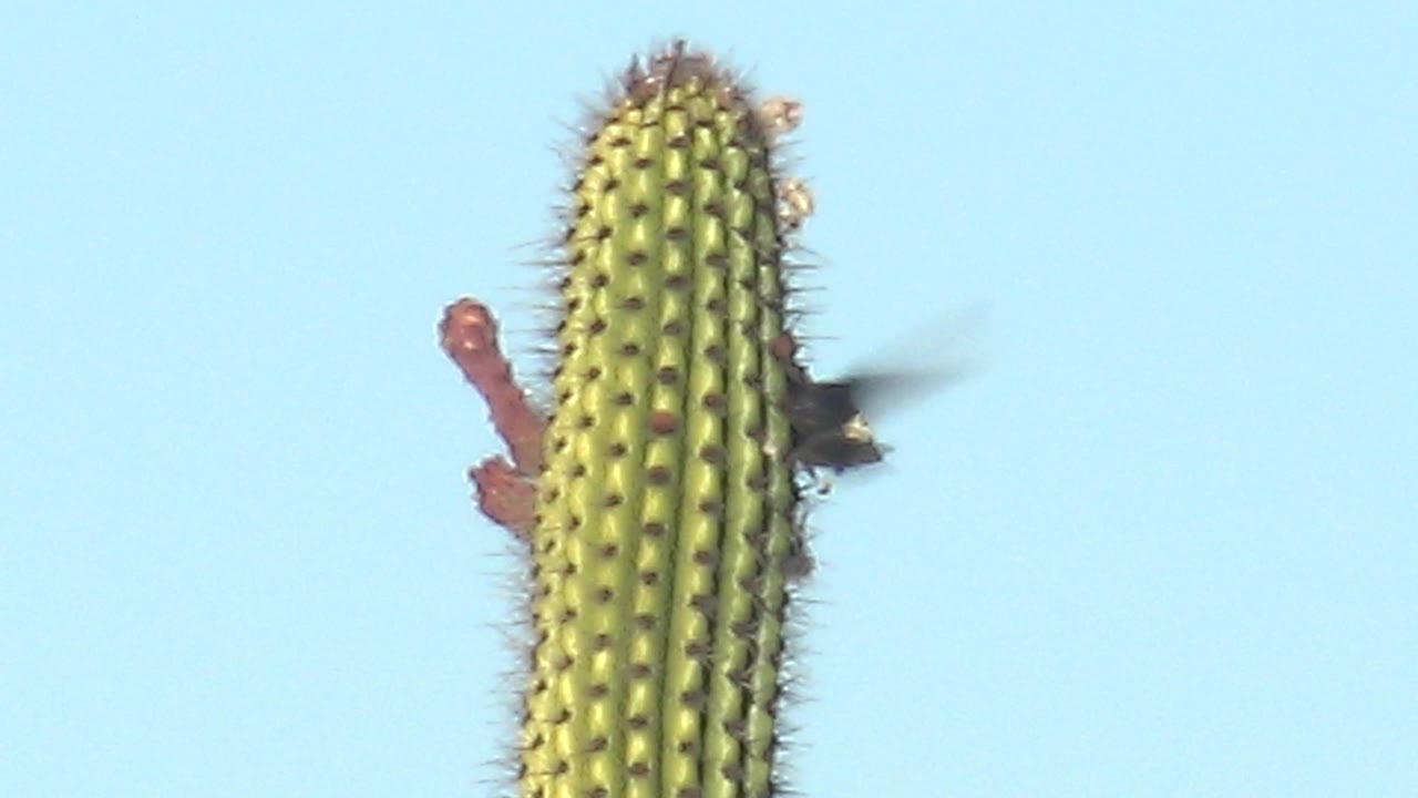 At 0:02 in Cabo Pulmo, the hummingbird appears partly obscured at the cactus edge while the saguaro spines and red flower stalks stand out against the pale blue sky, with no visible people.