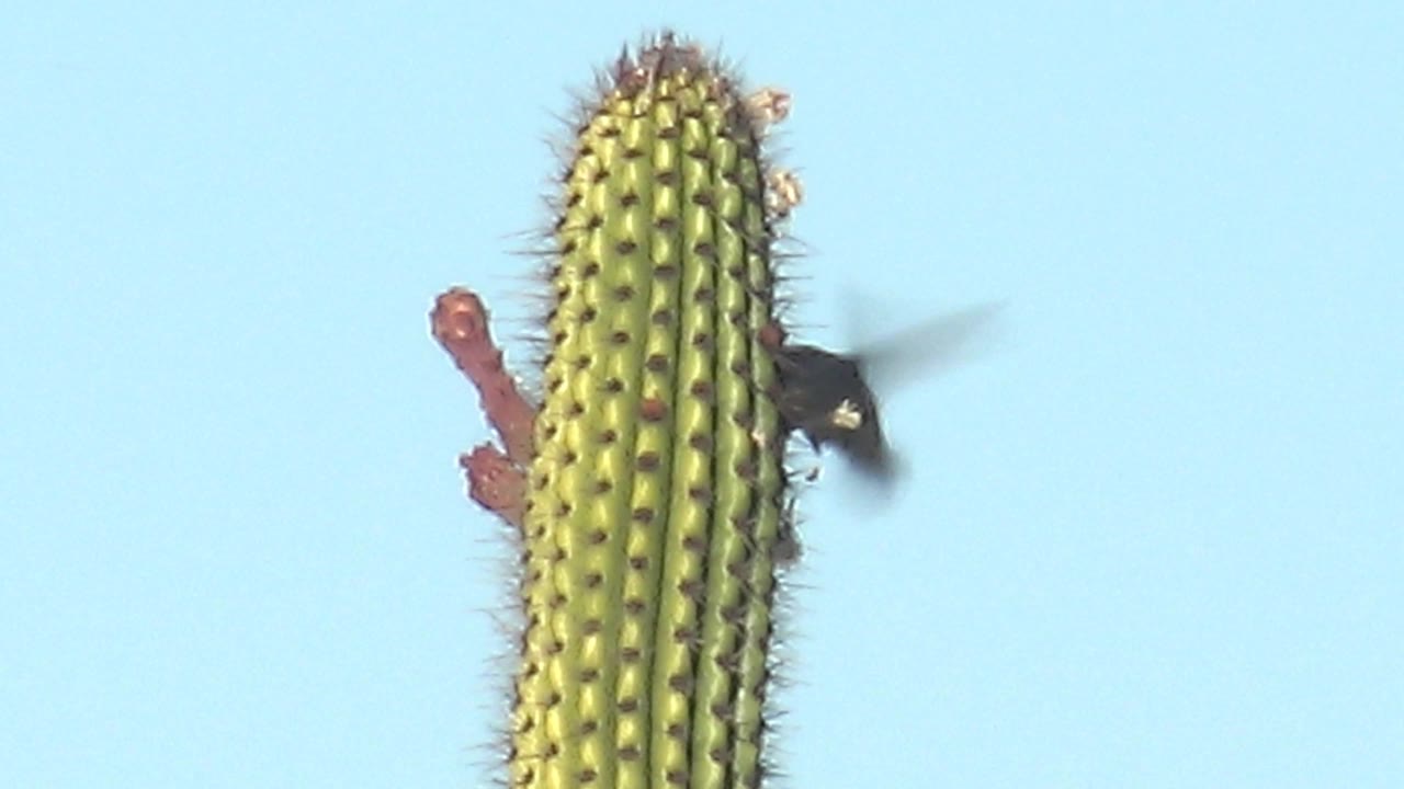 At 0:03 in Cabo Pulmo, the hummingbird hovers beside the lower visible section of the saguaro, with its dark body and blurred wings set against open blue sky and no visible people.