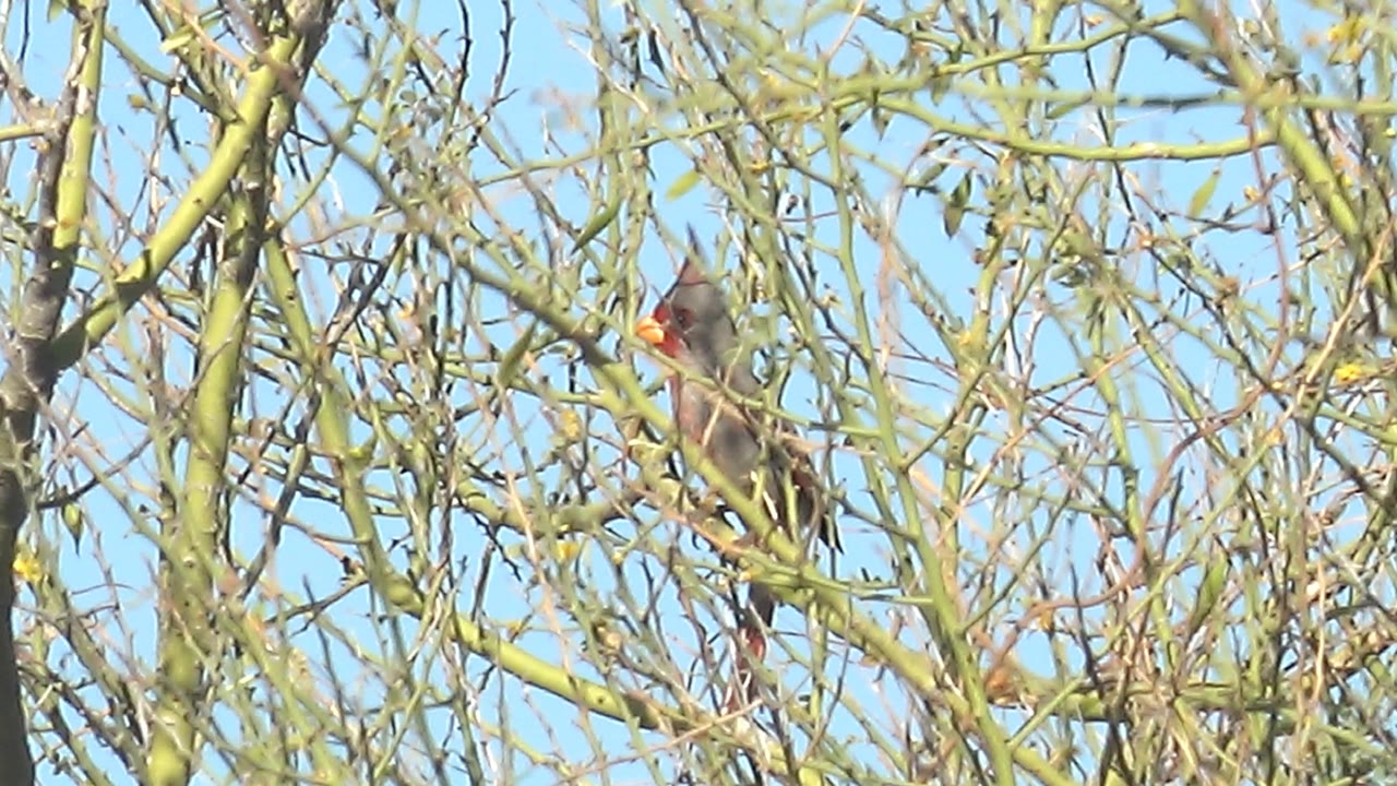 Female cardinal perched among bare branches against blue sky
