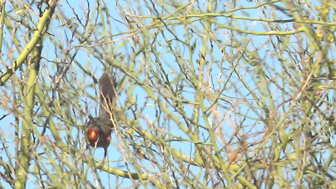 Female cardinal near the center of the frame in Cabo Pulmo, partly hidden by thin bare branches with pale blue sky behind and no visible people.