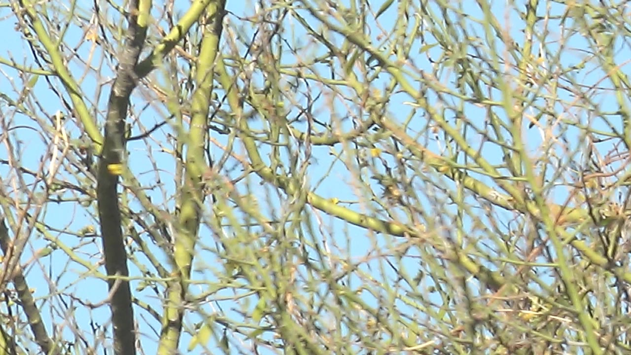 Bare greenish tree branches fill the Cabo Pulmo frame against clear blue sky after the cardinal has moved out of view, with no visible people.