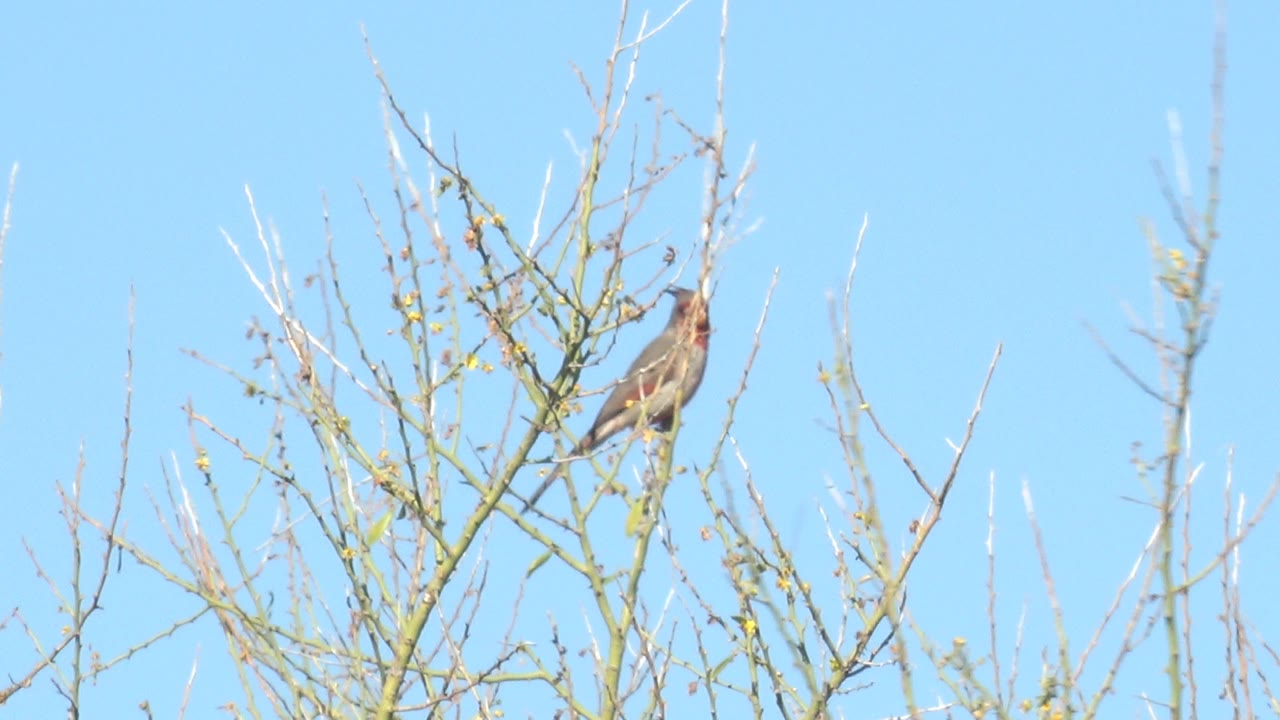 Female cardinal perched on thin branches against blue sky.