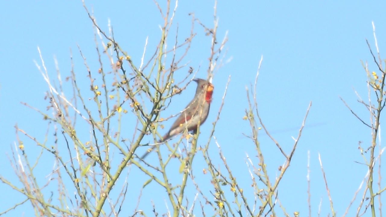 The female cardinal sits among intersecting twigs with its beak open, framed by pale blue sky in Cabo Pulmo and no visible people.